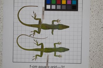 Media type: image;   Herpetology R-189081